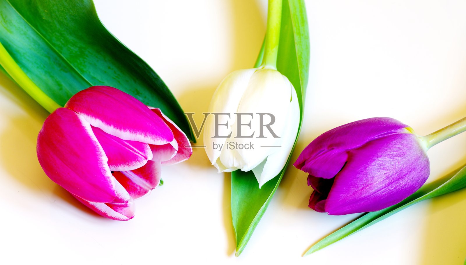 三个郁金香照片摄影图片