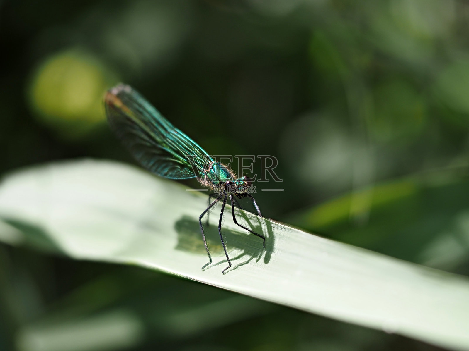 绿色蜻蜓在叶子上宏照片摄影图片