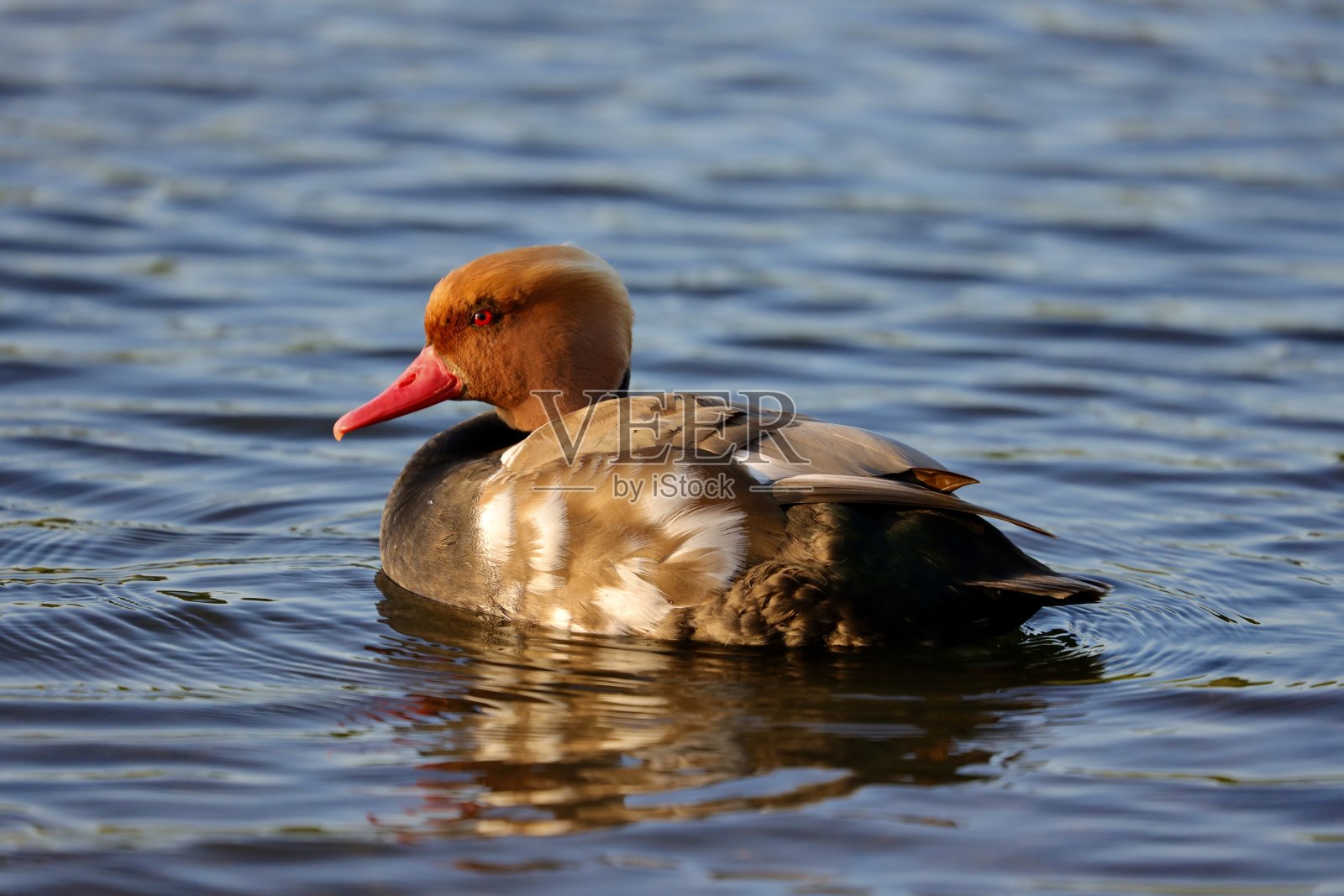 红冠潜鸭在池塘里游泳。照片摄影图片