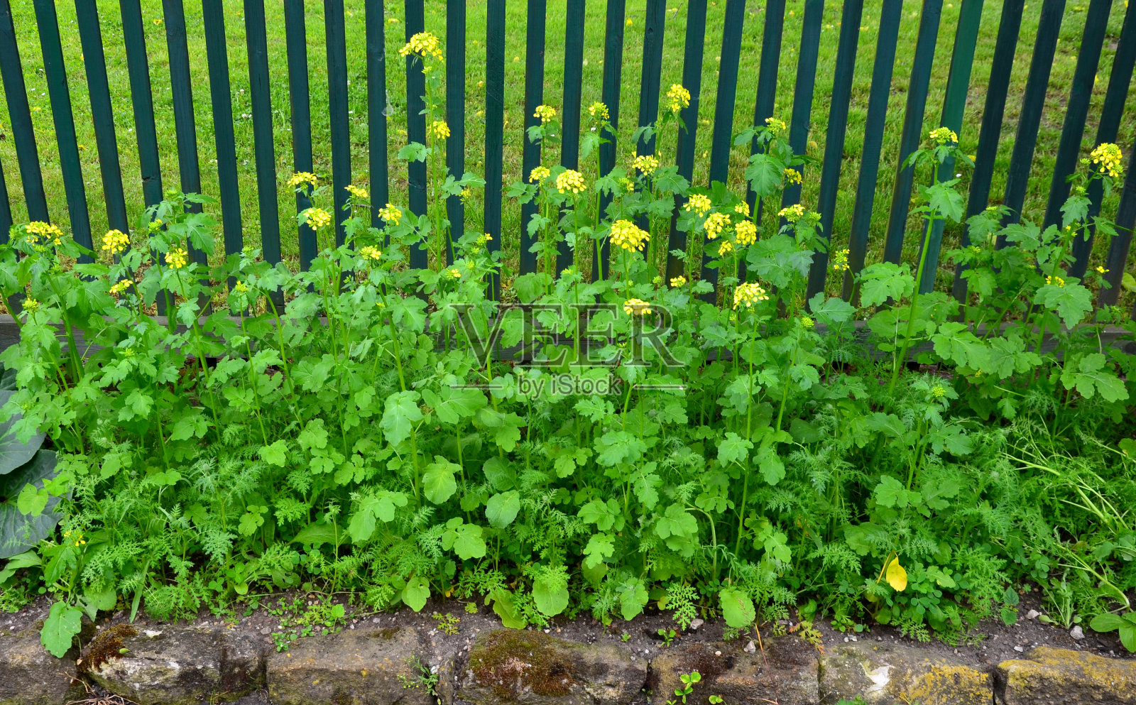 砂岩墙和石头在一个带楼梯的梯田地形的花坛。花石花园和砾石表面的楼梯。草的花园照片摄影图片