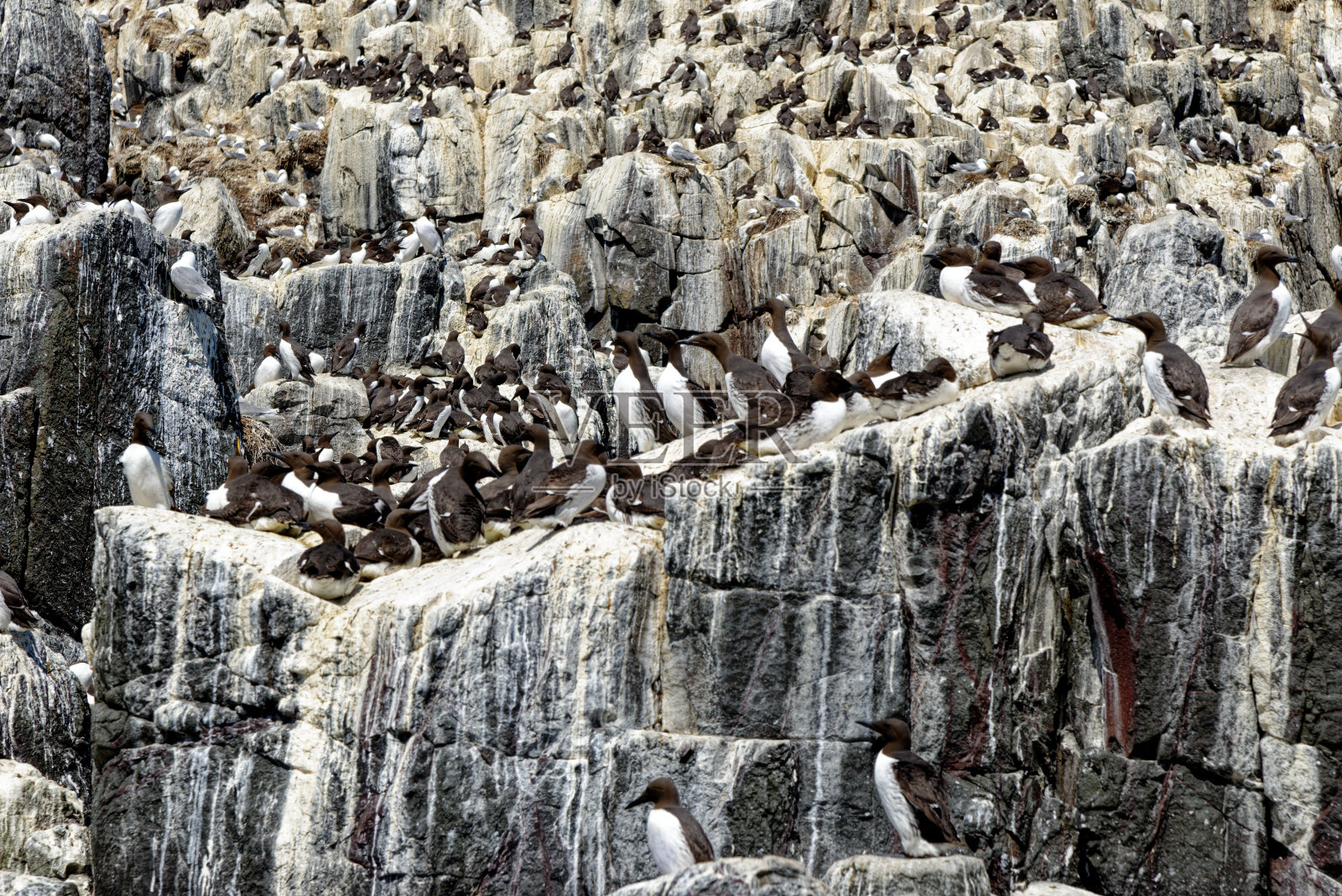 法恩群岛的海鸠保护区-英国照片摄影图片