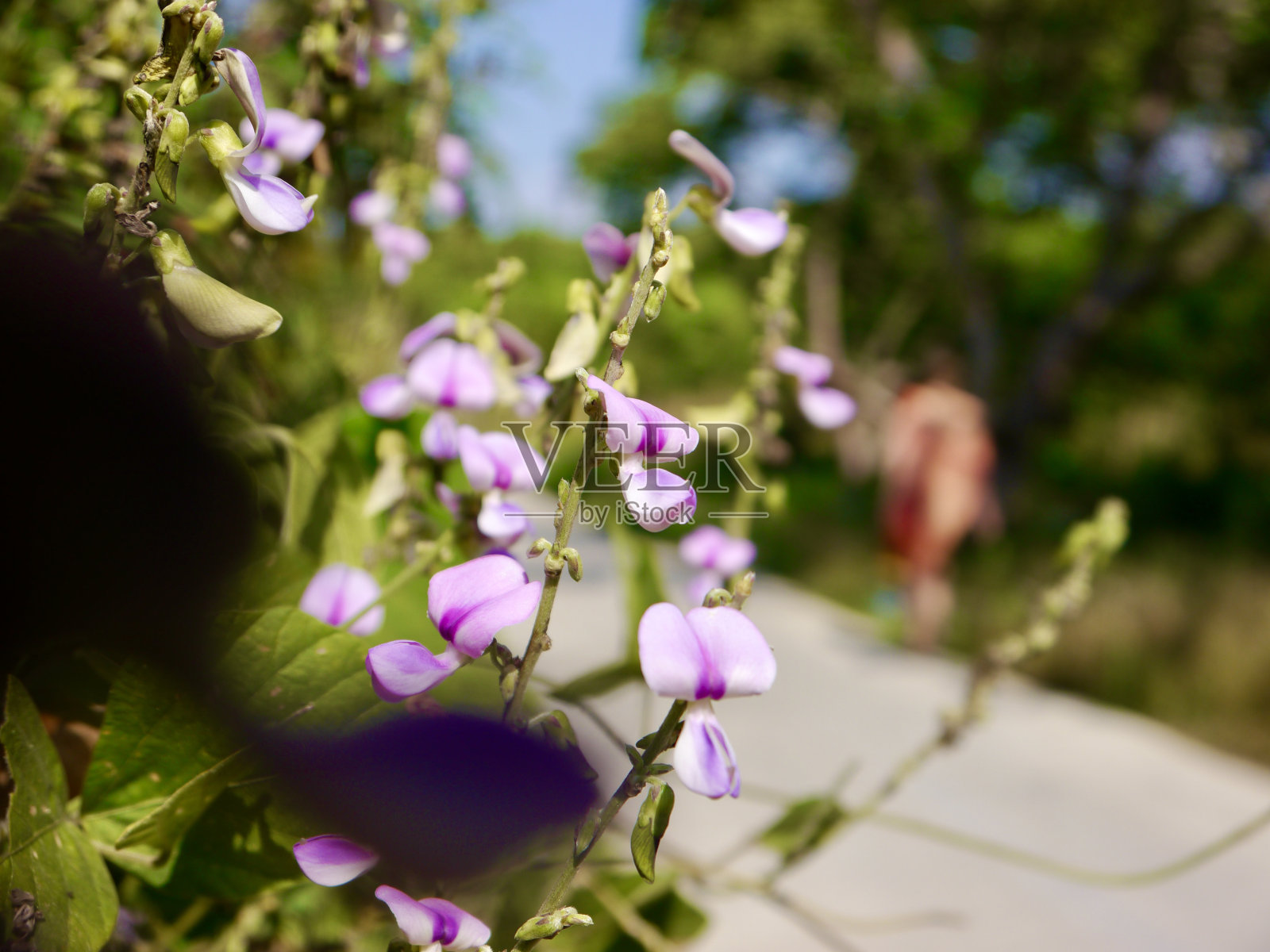 2013年亚洲泰国照片摄影图片