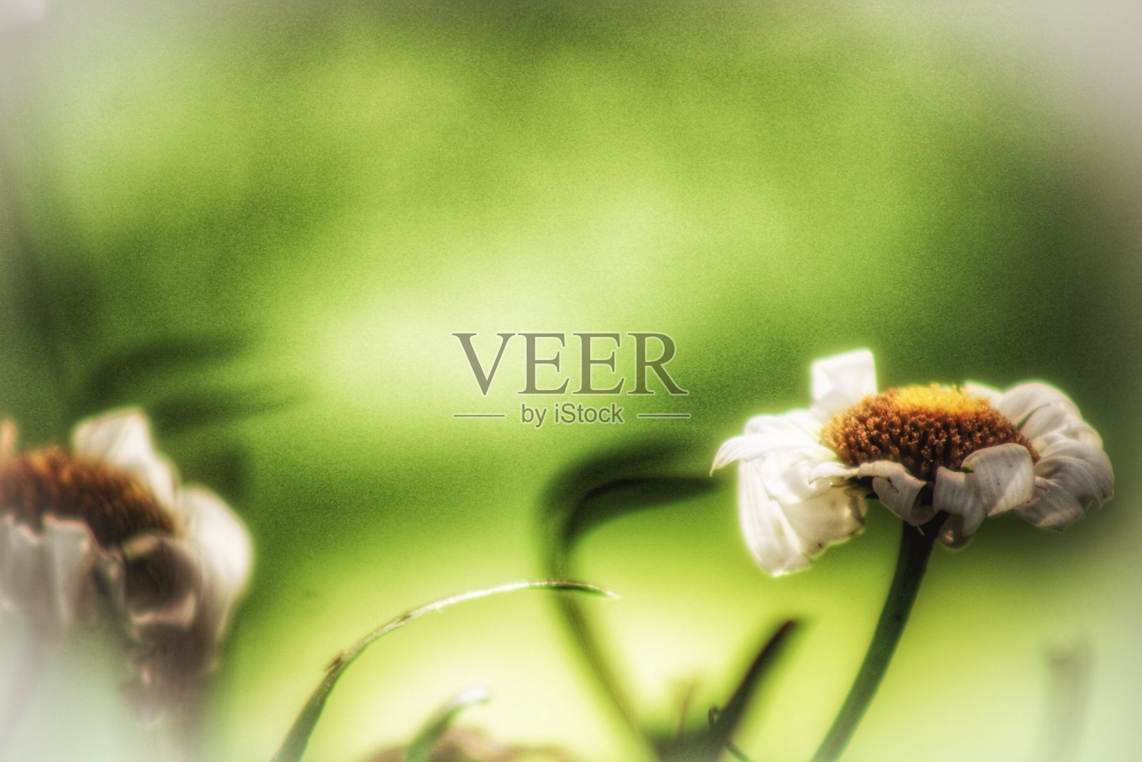 白色的雏菊照片摄影图片