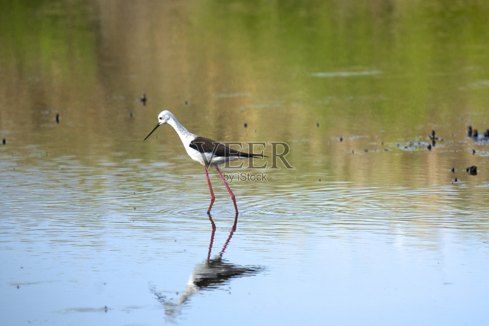 意大利托斯卡纳marremma Grosseto, Castiglione della Pescaia, Diacia Botrona自然保护区，鸟类观察沼泽希曼托普斯希曼托普斯意大利骑士特林加Totanus Pettegola和Heroni照片摄影图片