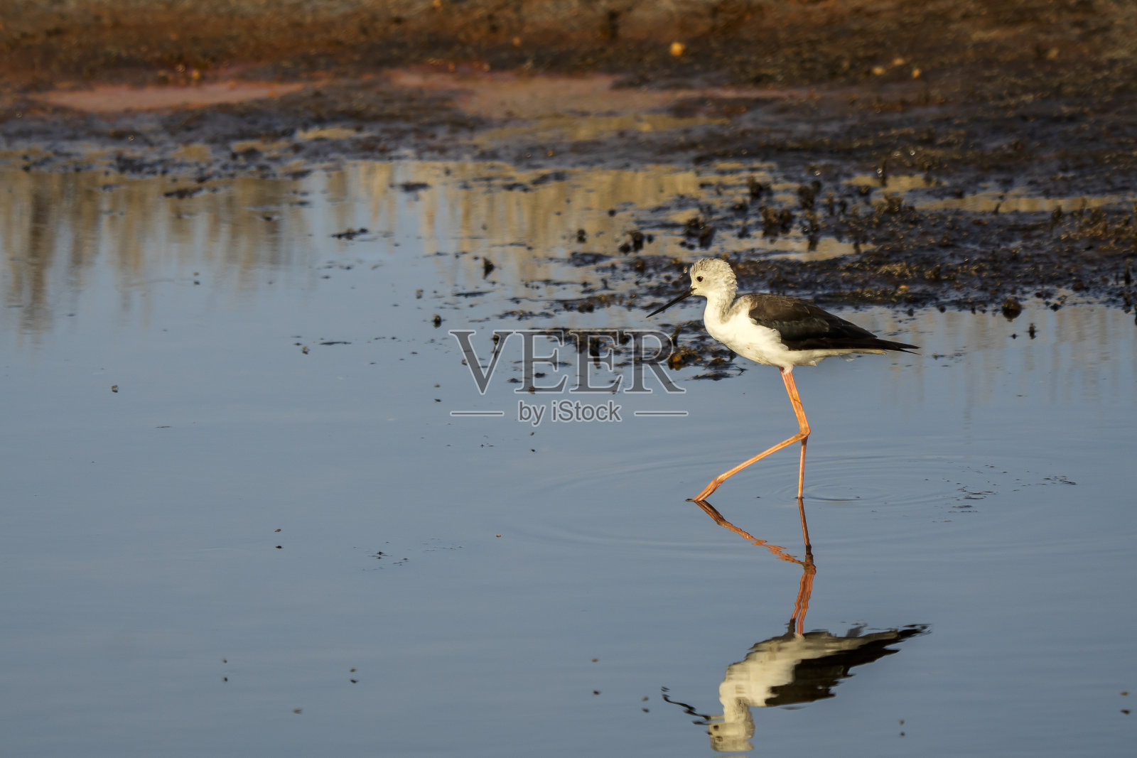 意大利托斯卡纳marremma Grosseto, Castiglione della Pescaia, Diacia Botrona自然保护区，鸟类观察沼泽希曼托普斯希曼托普斯意大利骑士特林加Totanus Pettegola和Heroni照片摄影图片