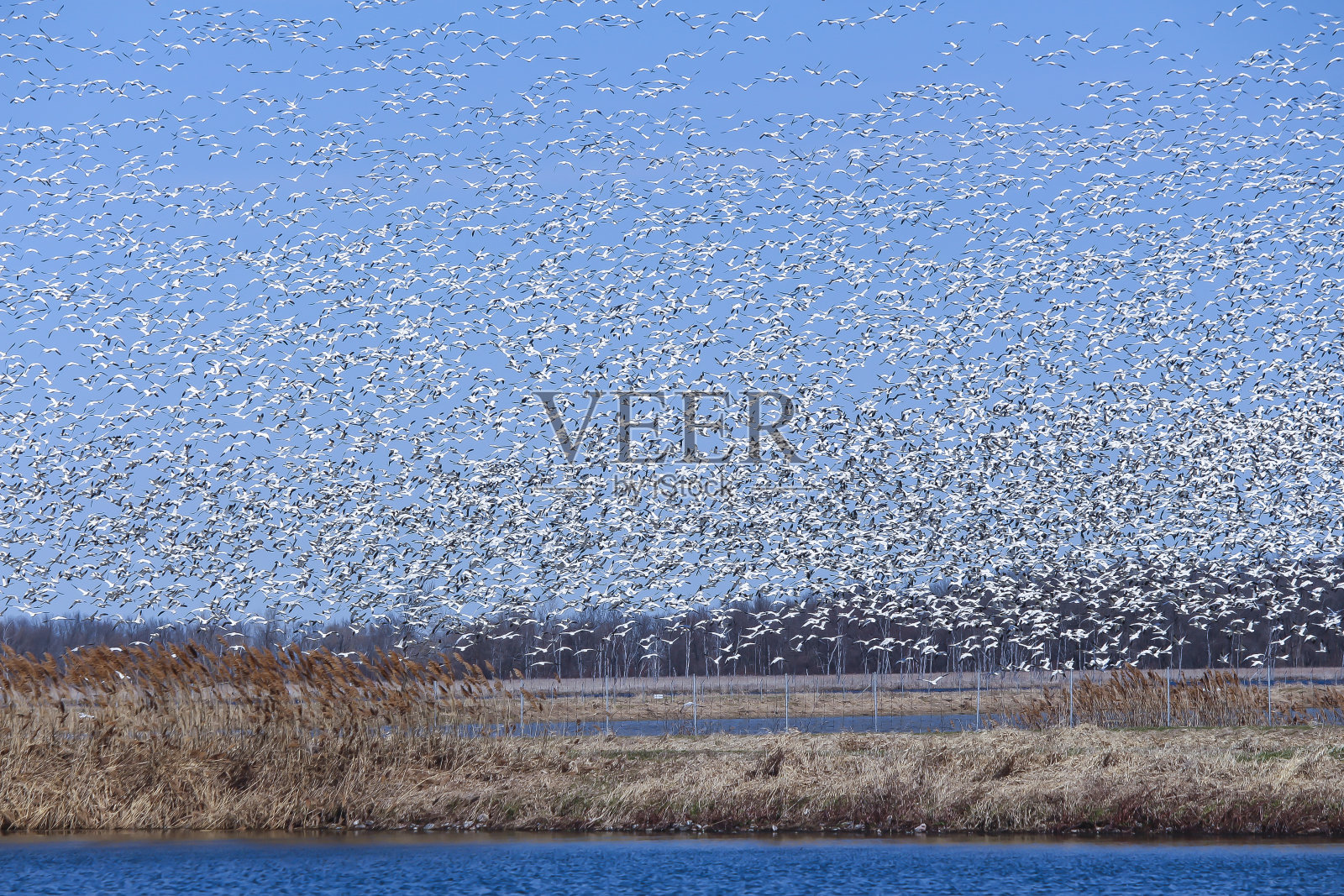 雪雁秋季迁徙照片摄影图片