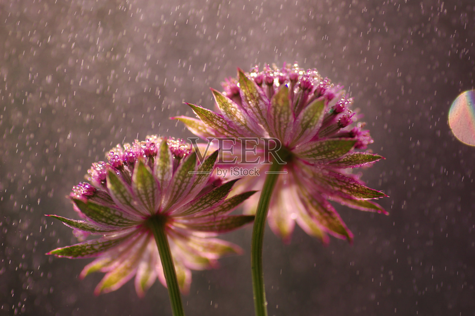 阿斯特兰蒂亚"罗马"照片摄影图片