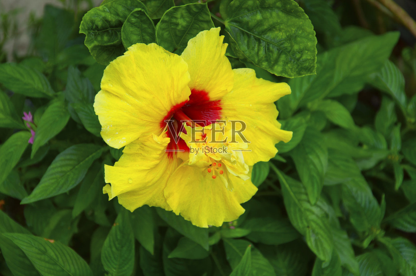 黄色和红色的热带木槿盛开照片摄影图片