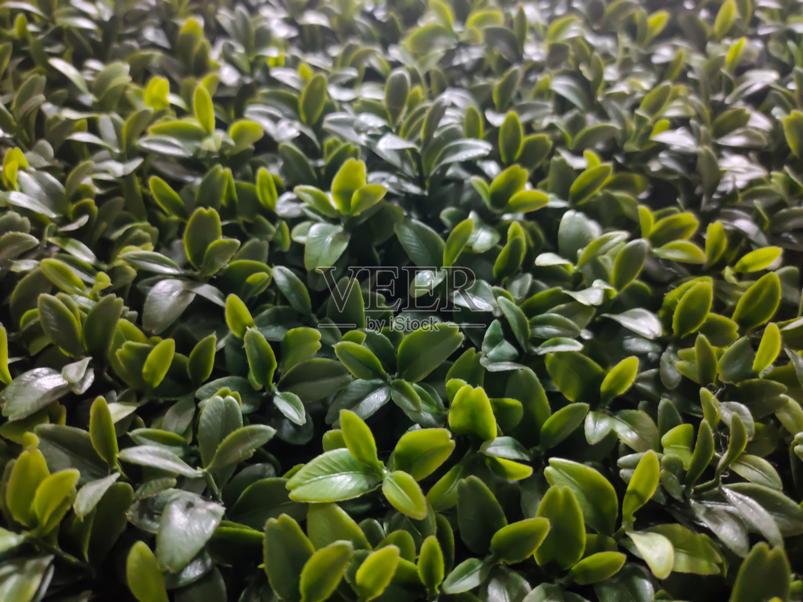 塑料叶子的特写照片摄影图片