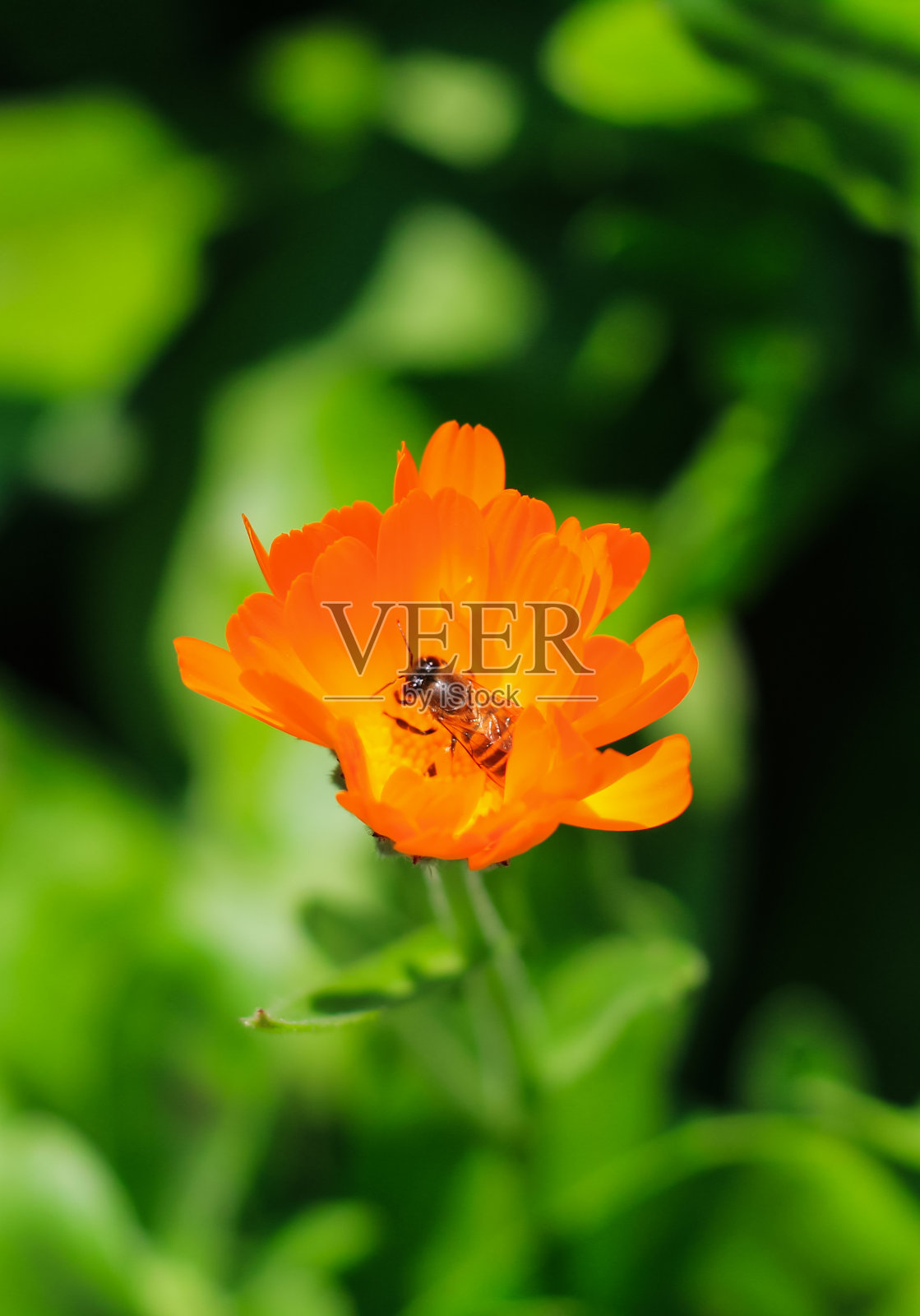 在麝香花(麝香蜂)上采蜜的蜜蜂。美丽的宇宙花与绿色背景的壁纸。照片摄影图片