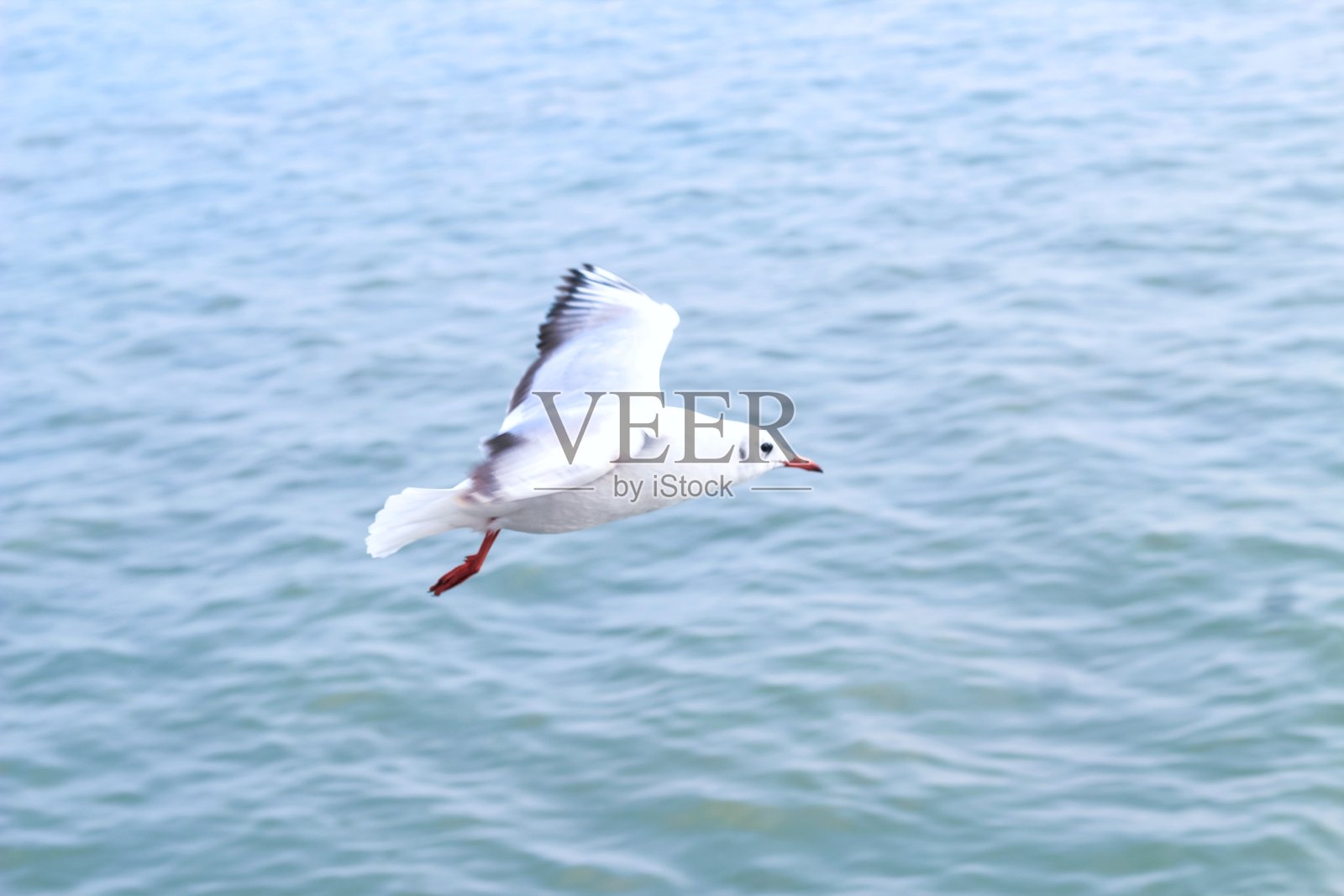 海鸥捕捉游客扔出的食物。飞翔的海鸥在蓝天下觅食。照片摄影图片