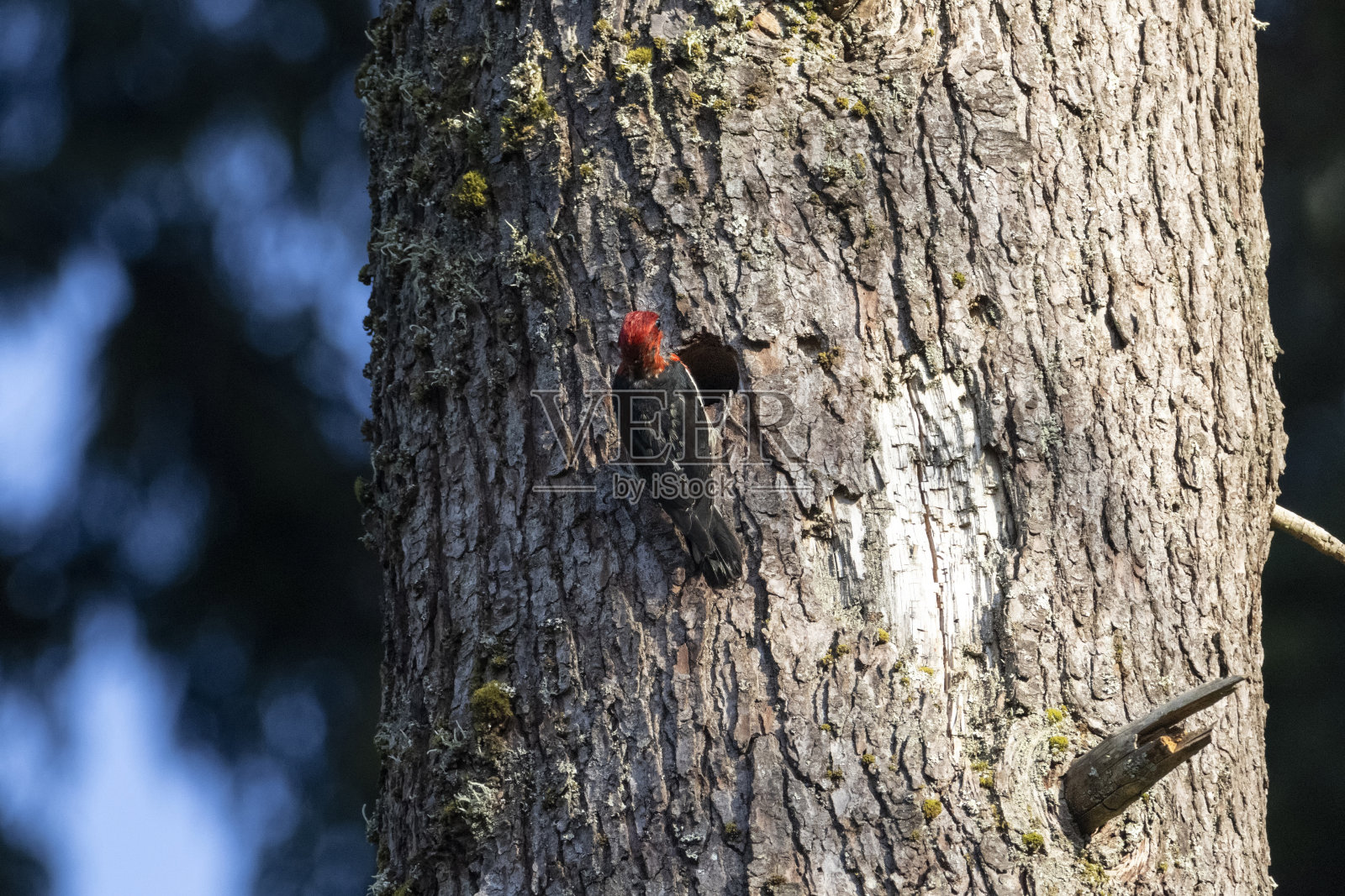 红襟吸汁啄木鸟照片摄影图片