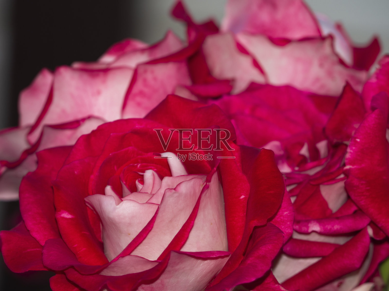 一个美丽的玫瑰花蕾优雅的红色和奶油色的花瓣在一个不集中的粉红色花的背景。低景深选择性对焦。一张明信片上的红色玫瑰花的特写。照片摄影图片