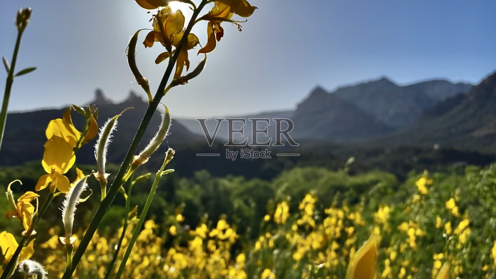 黄色的西班牙金雀花在阳光下开花/灯心草金雀花/织布金雀花照片摄影图片