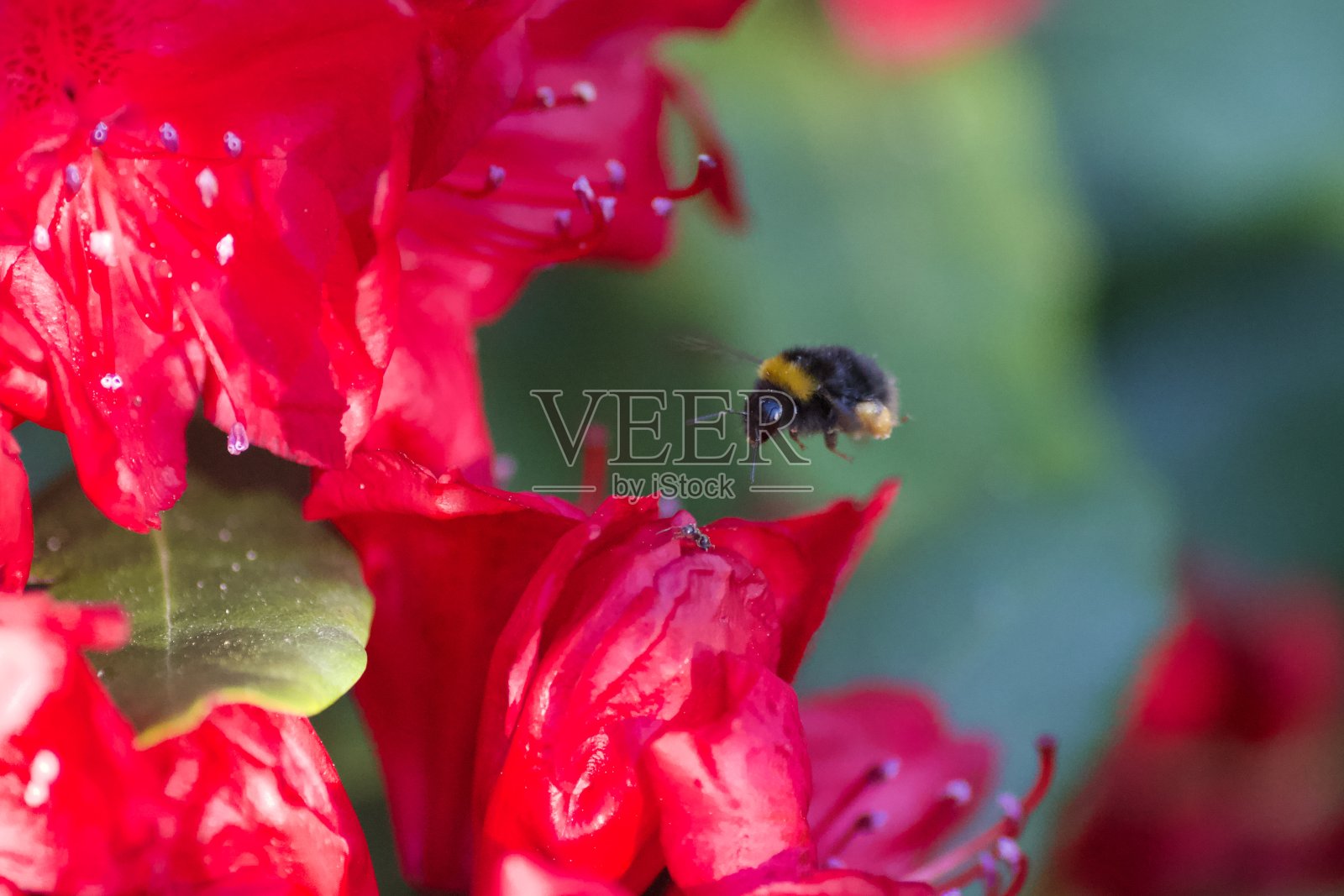 大黄蜂接近红色的花瓣照片摄影图片