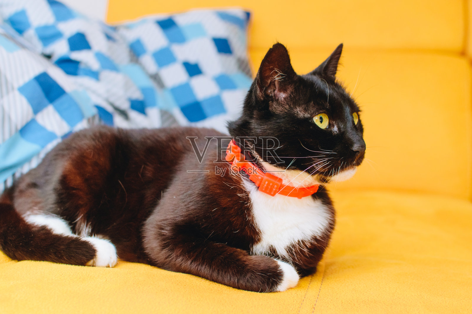 黑猫库存照片照片摄影图片