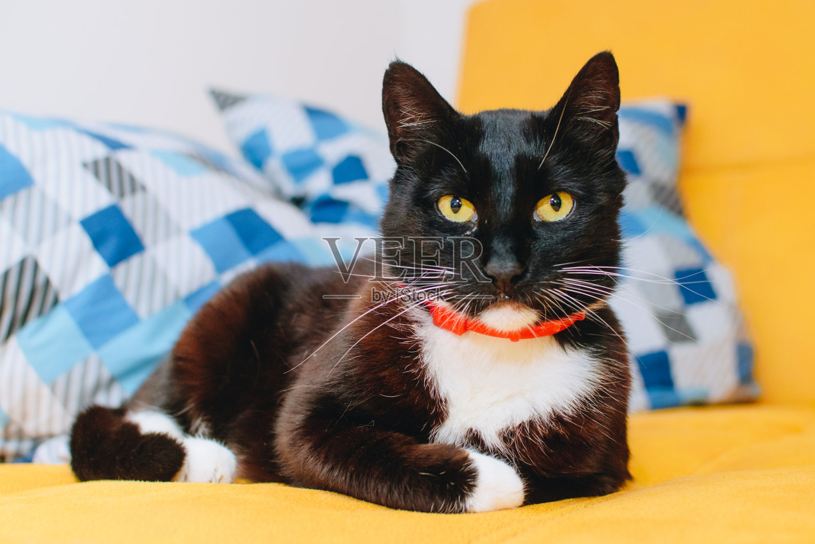 黑猫库存照片照片摄影图片