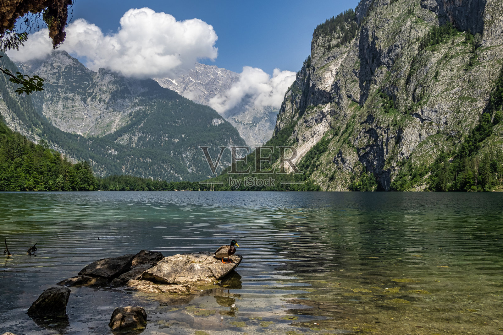 欧洲，德国巴伐利亚，贝希特斯加登国家公园，科尼西的萨莱特，瓦茨曼山脉后面的欧伯湖照片摄影图片