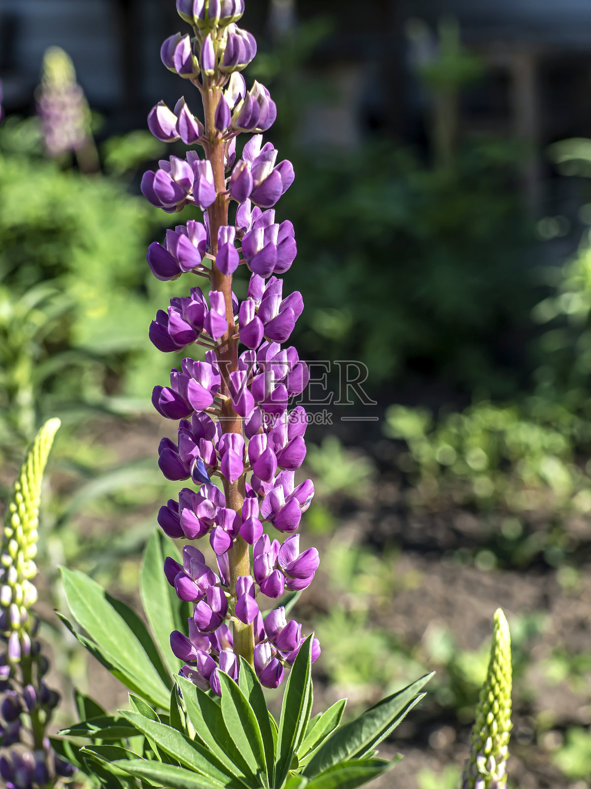 花园里种着鲜艳、娇艳、美丽的紫色羽扇豆照片摄影图片