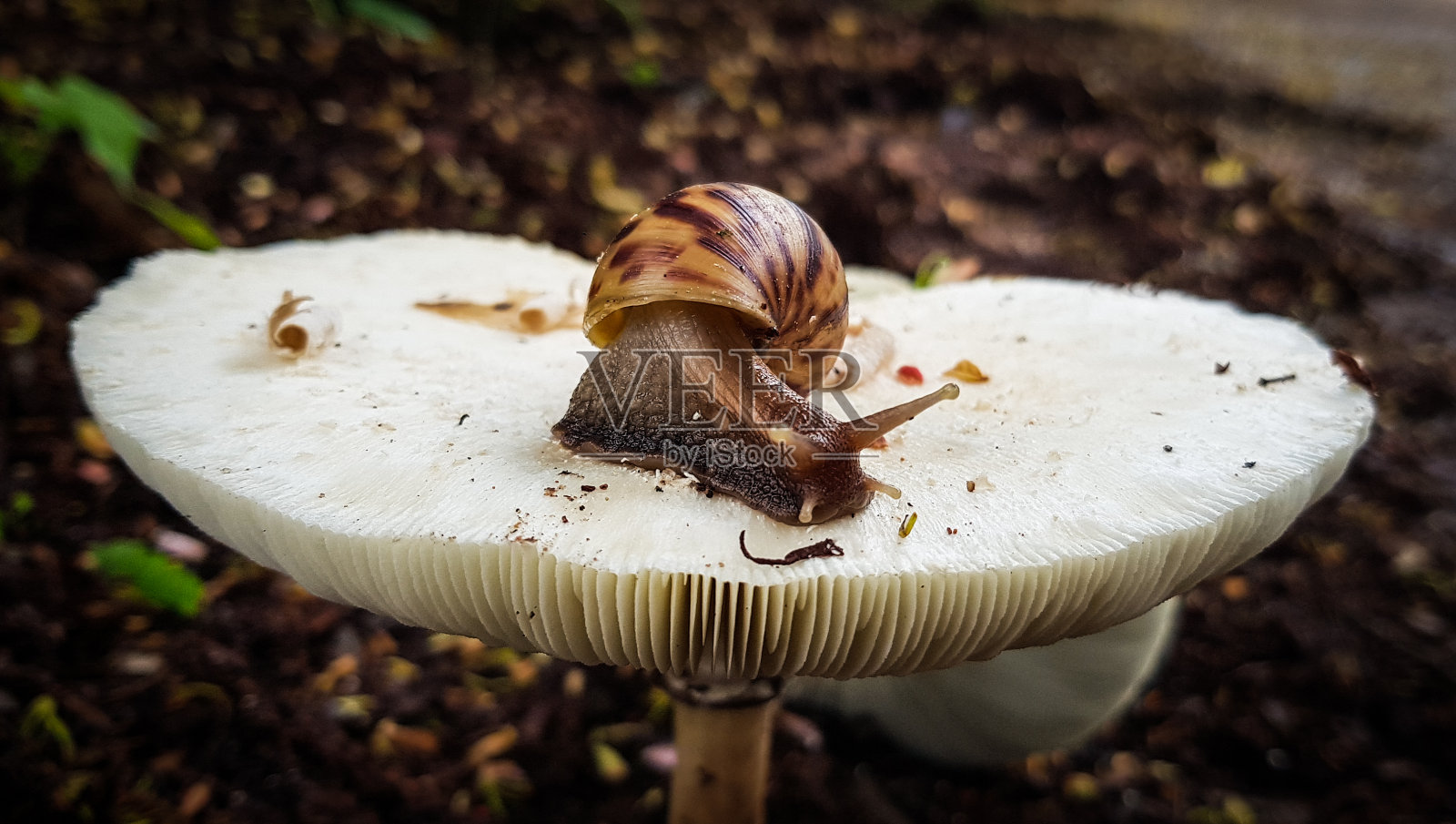 花园蜗牛照片摄影图片