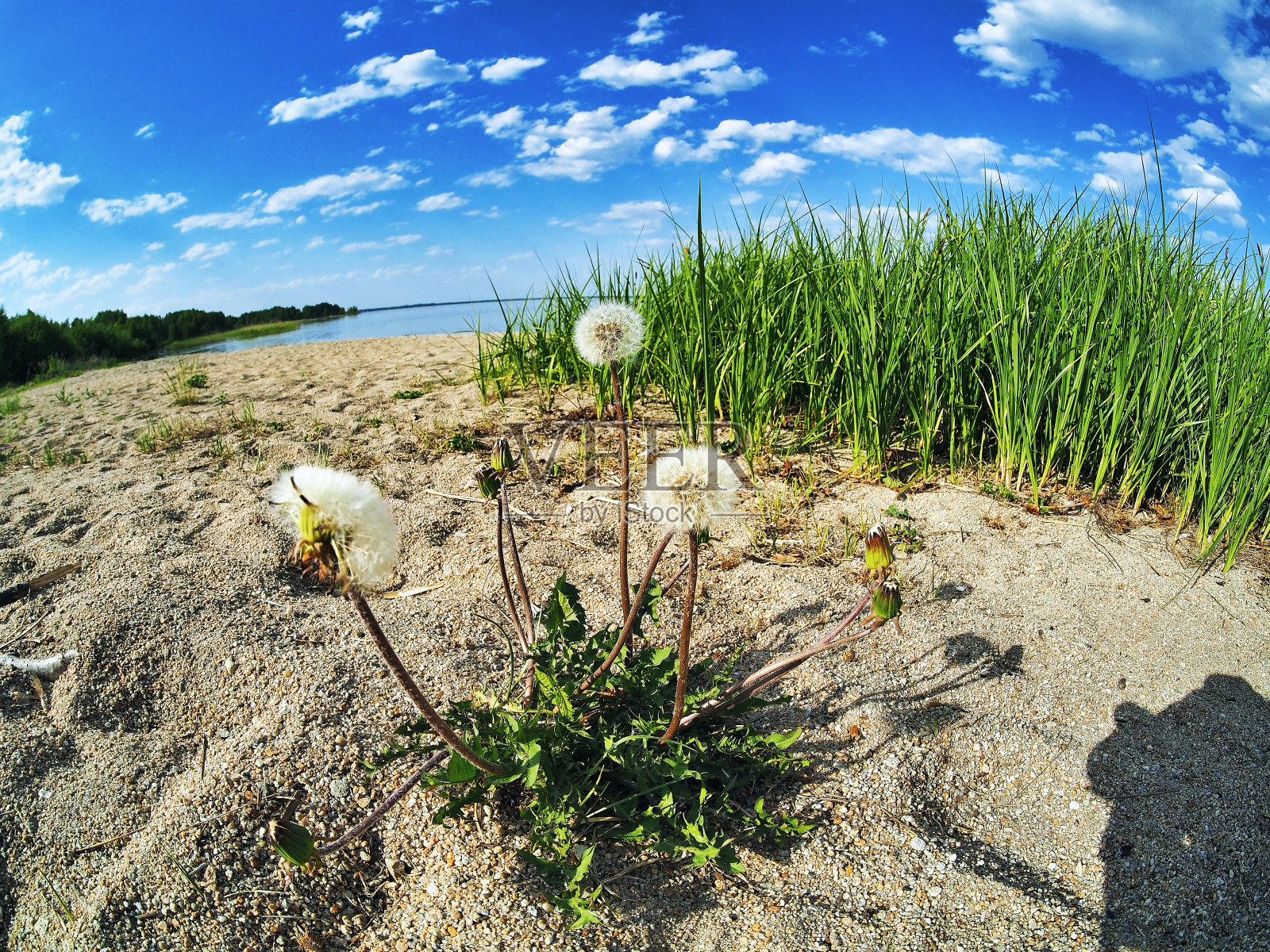 岸边沙滩上的蒲公英照片摄影图片