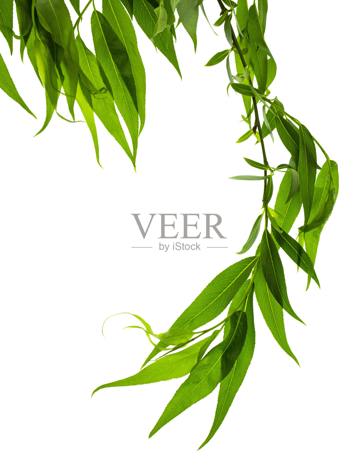绿叶，植物，叶，枝孤立在白色的背景上。柳条上的叶子。年轻的春天的绿色。照片摄影图片