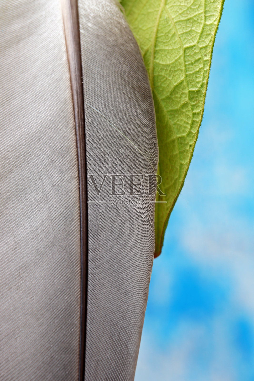 蓝色背景上的羽毛和常青藤照片摄影图片