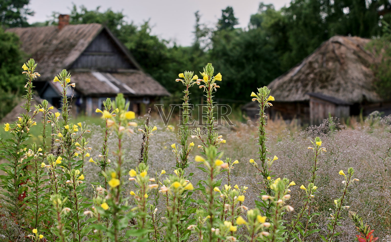 东欧，白俄罗斯共和国，布列斯特地区平斯克区卡查诺维奇村。照片摄影图片