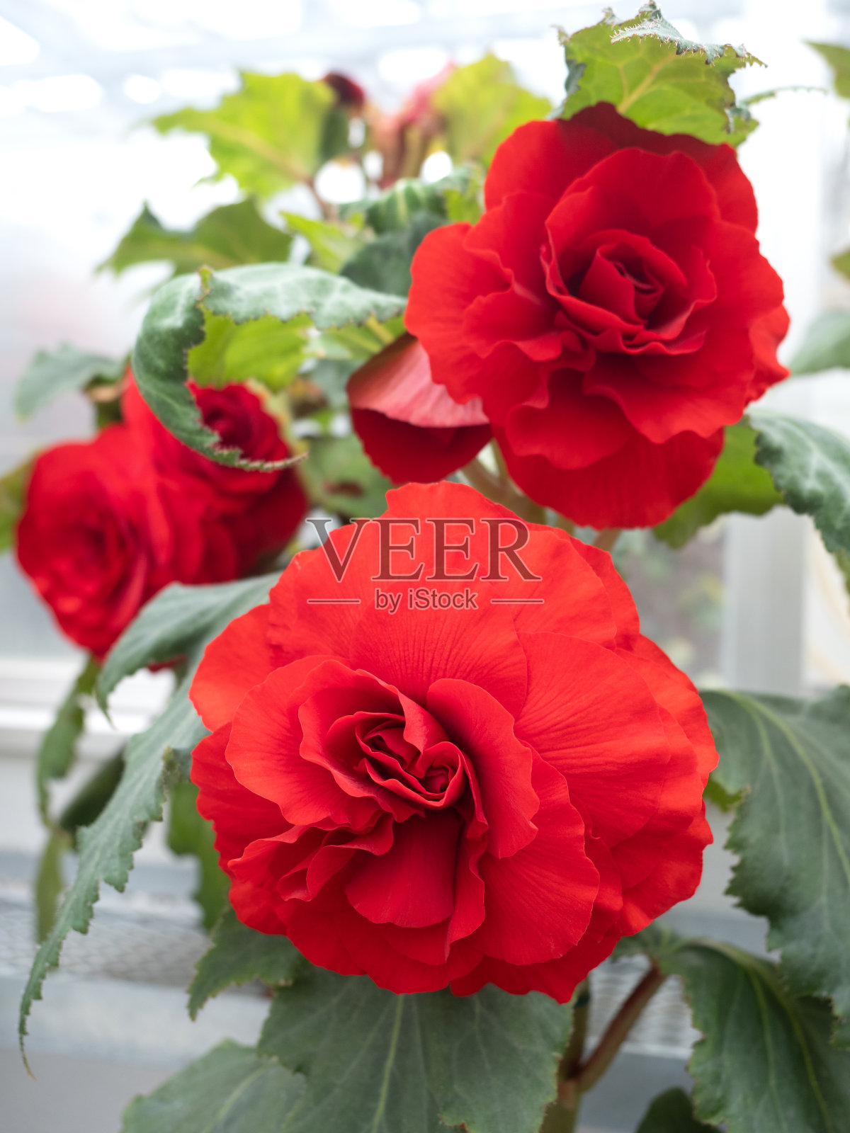 大型秋海棠花照片摄影图片