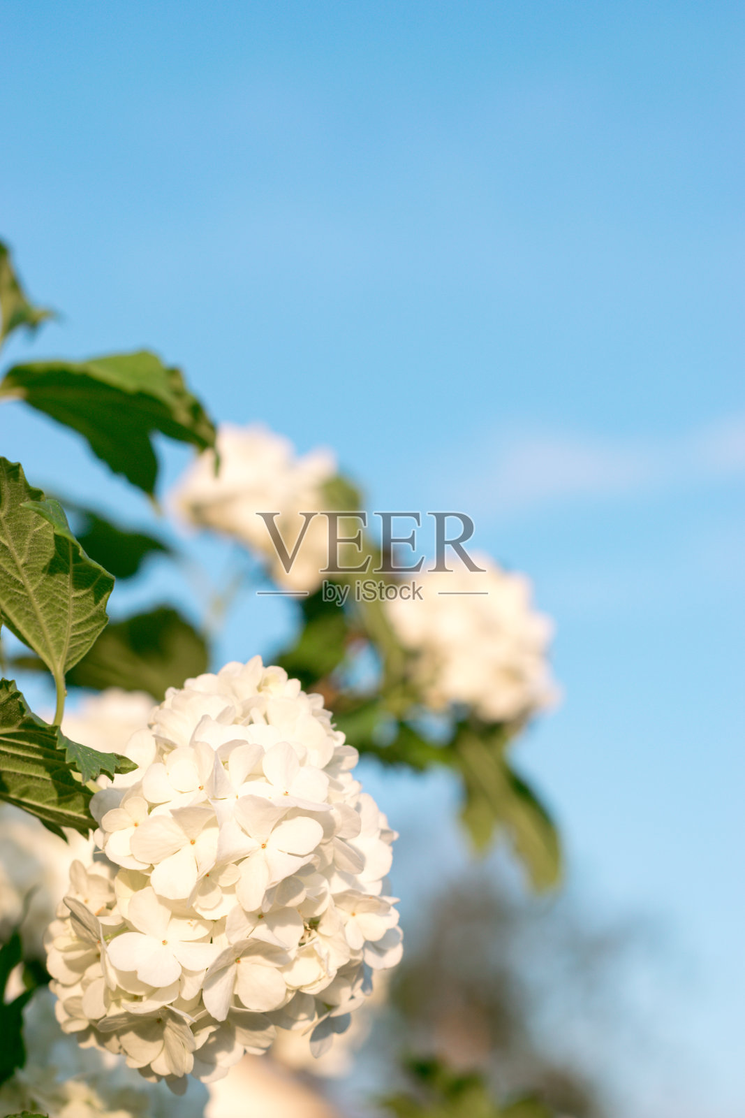 在蓝天背景上盛开的装饰荚蒾的白色花序。天然植物的背景。照片摄影图片