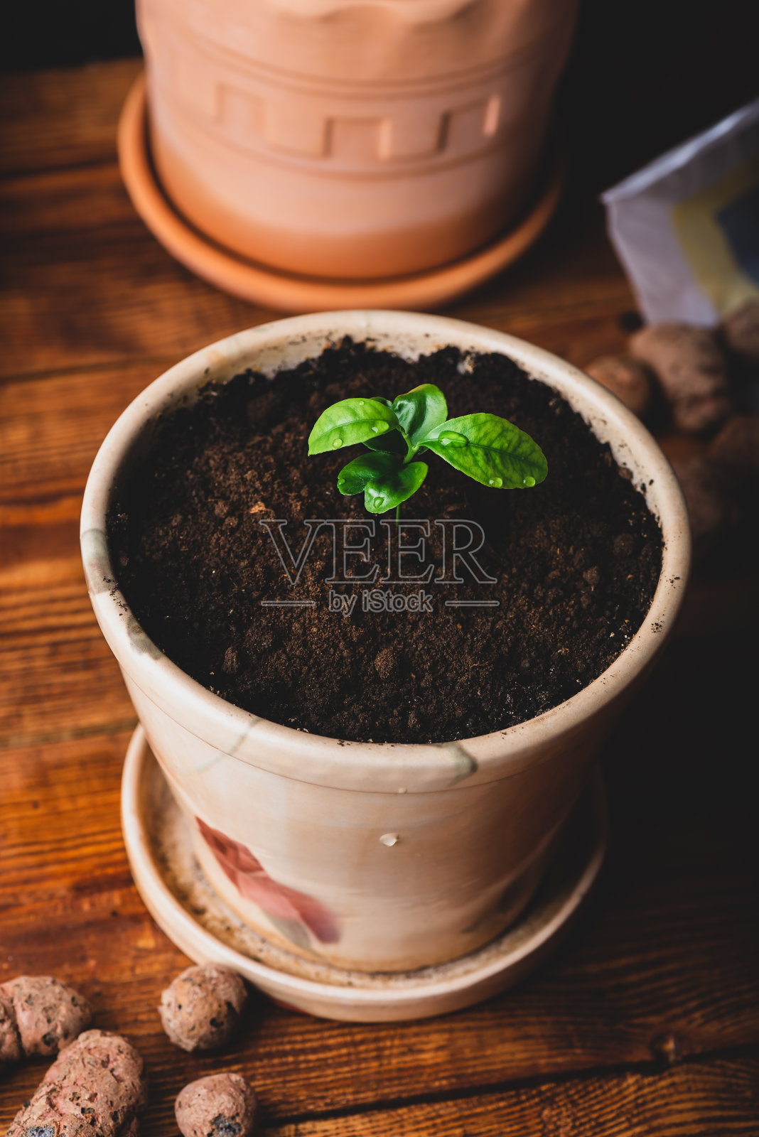 陶罐里的小橘子照片摄影图片