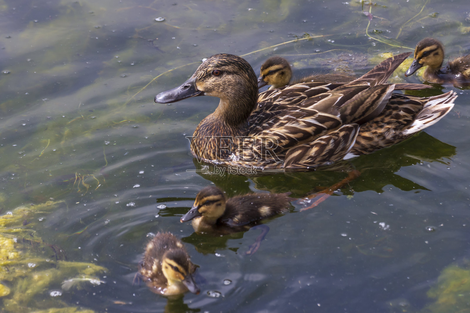 野鸭的小鸭子学游泳照片摄影图片