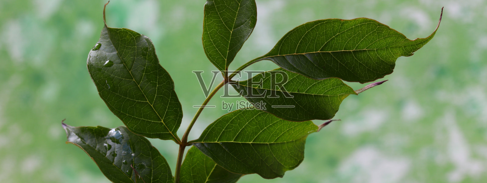 绿叶的特写照片摄影图片