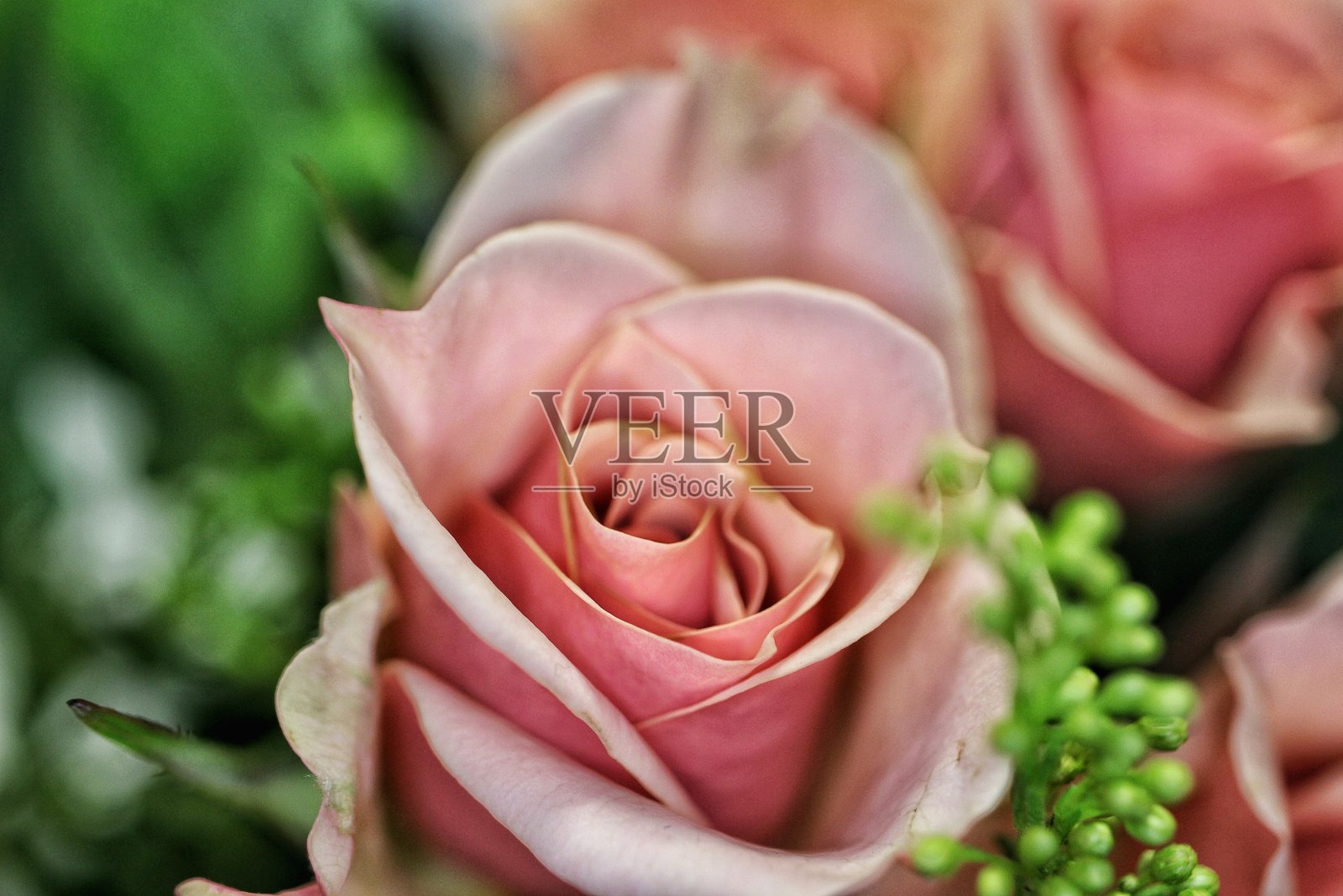 粉色玫瑰照片摄影图片