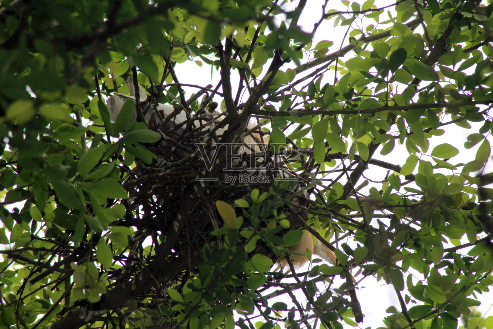 绿色的树叶照片摄影图片
