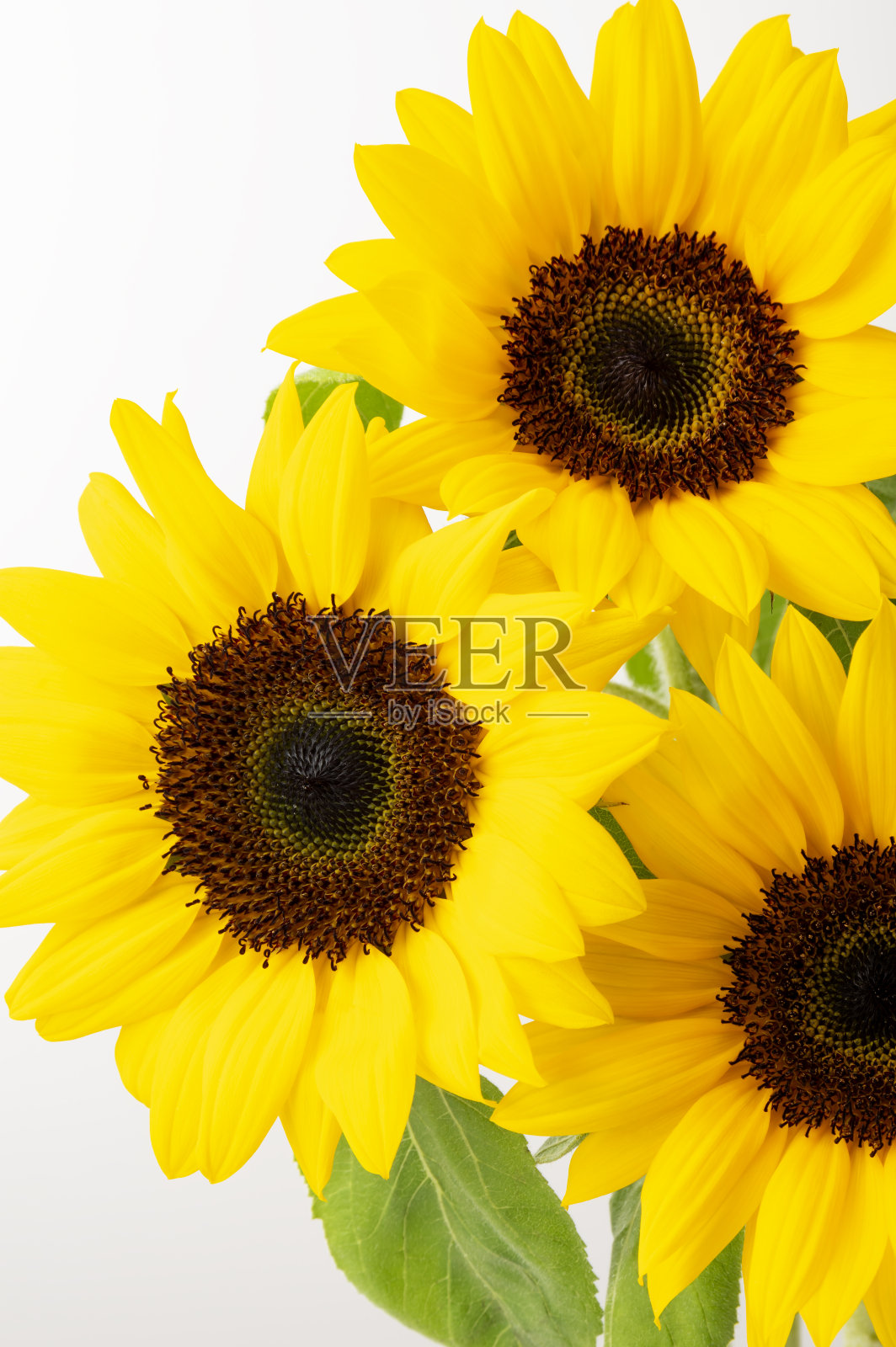 白色背景上的向日葵照片摄影图片