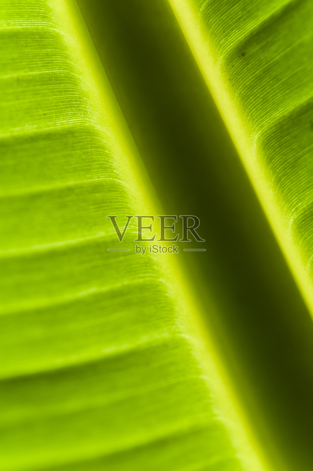 柔软聚焦香蕉叶脉照片摄影图片