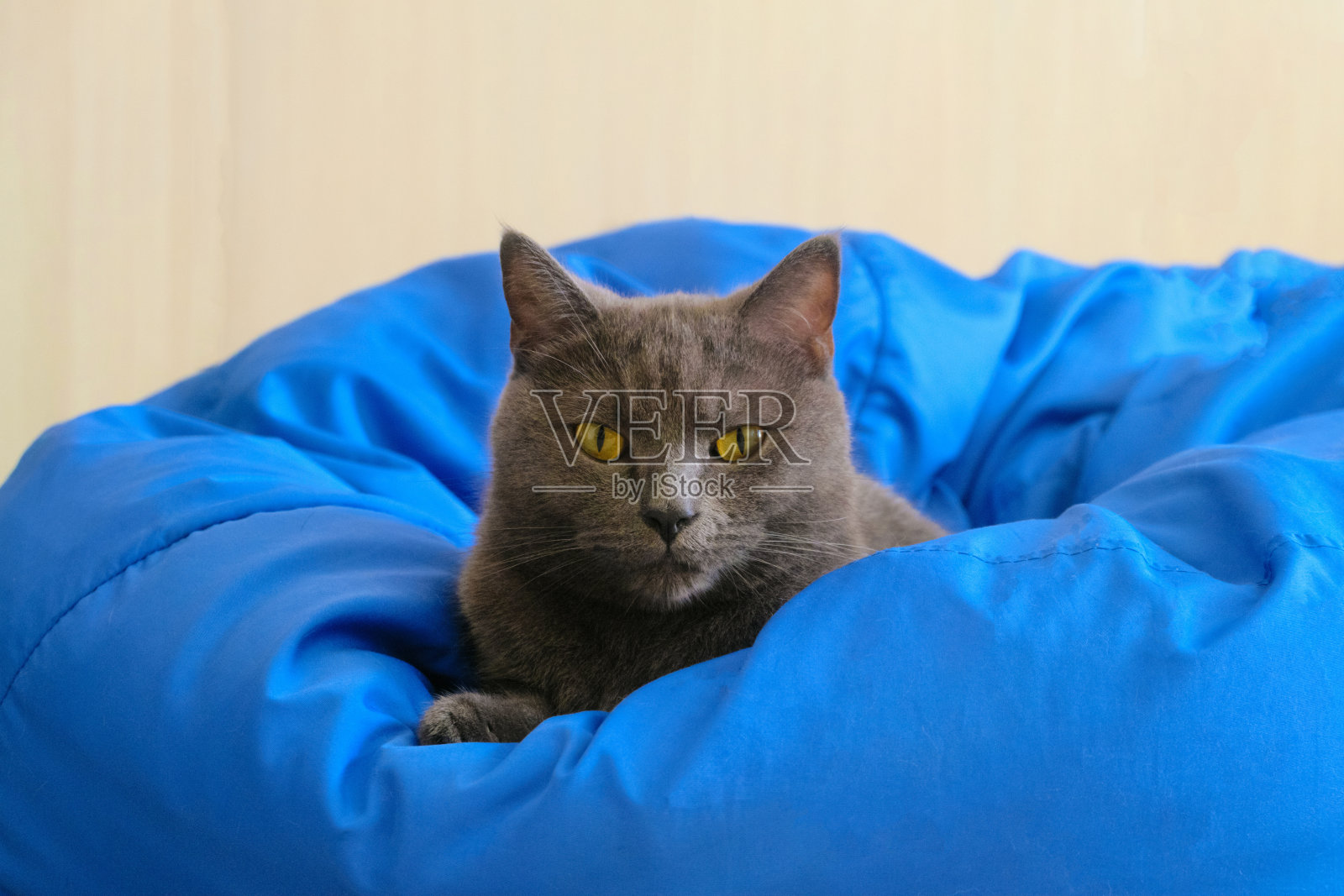 年轻的英国蓝色短毛猫在一个蓝色的椅子袋。灰猫看你。照片摄影图片