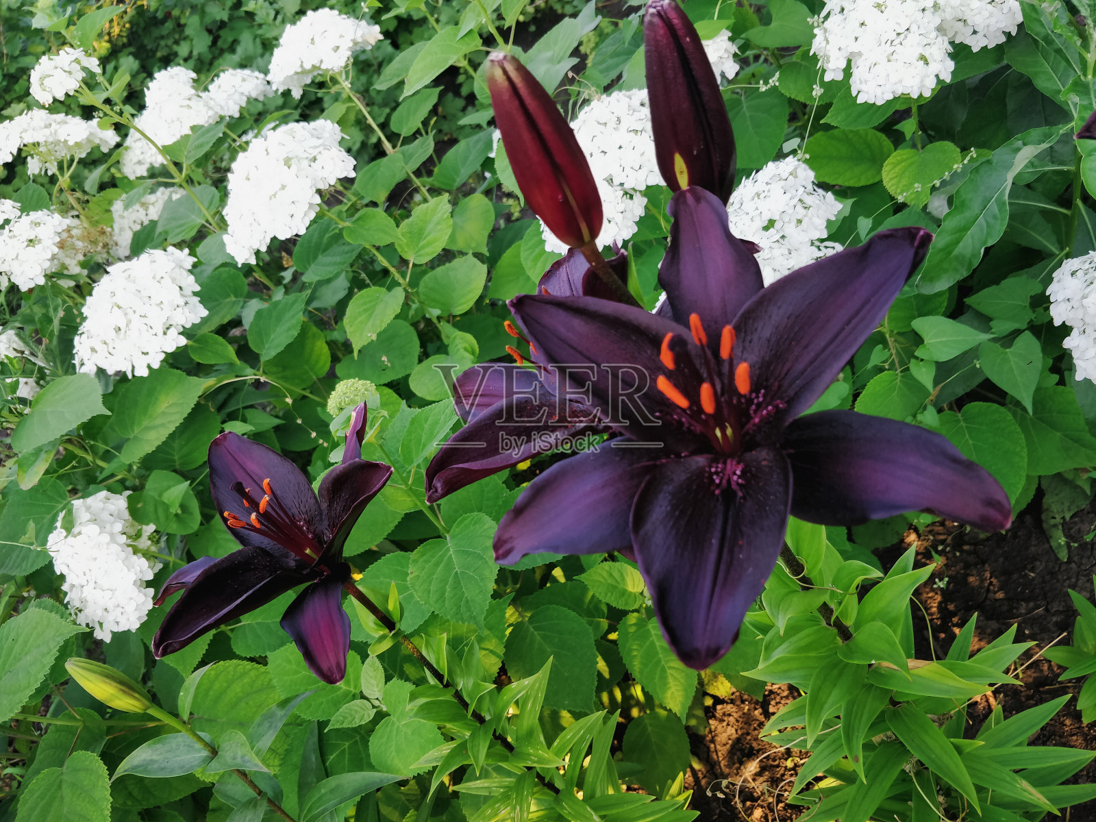 背景的紫百合花照片摄影图片