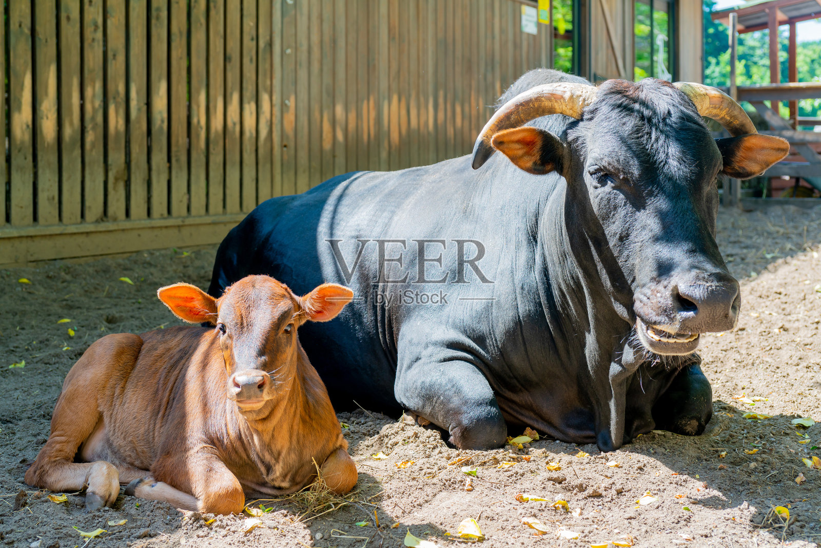 棕色的小牛和黑色的公牛照片摄影图片