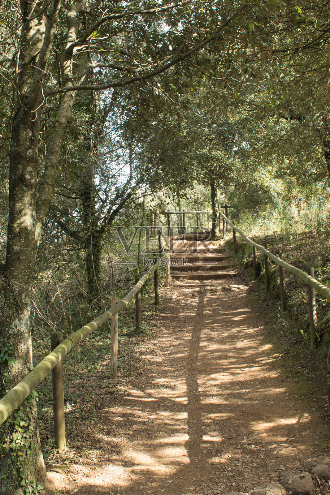 穿过森林的木梯照片摄影图片