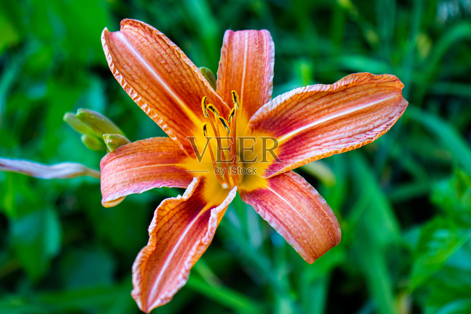 老虎百合照片摄影图片