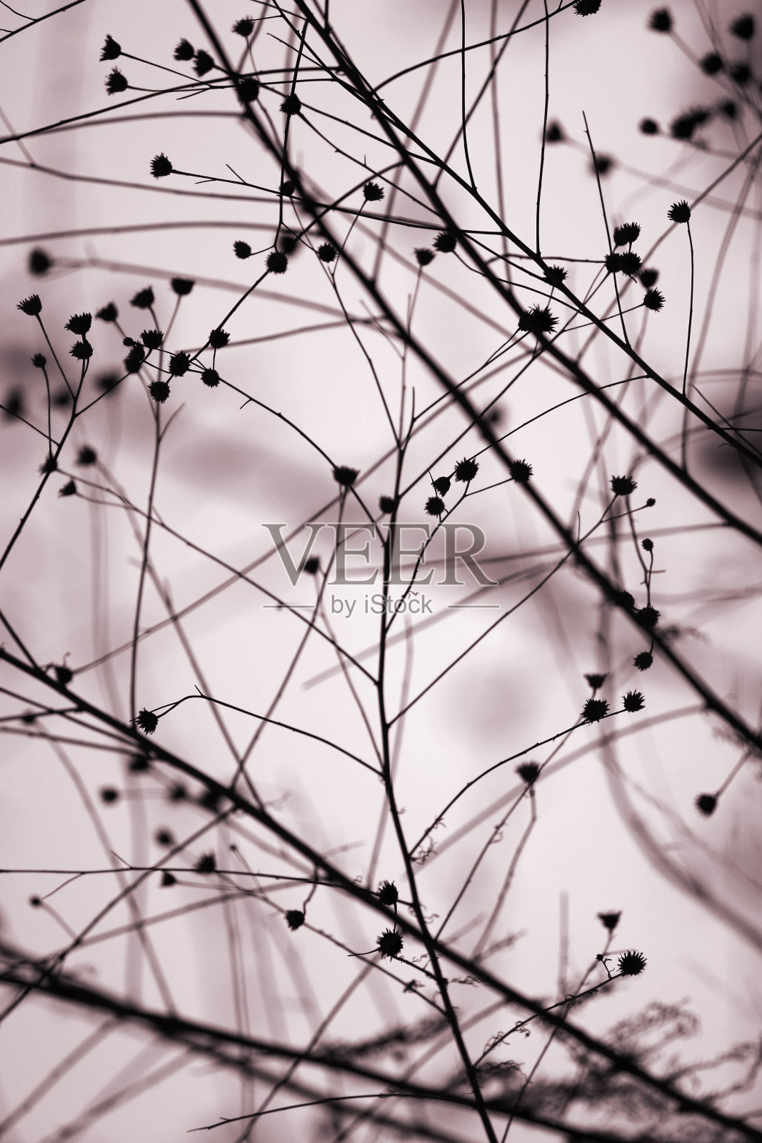 抽象的草剪影。照片摄影图片