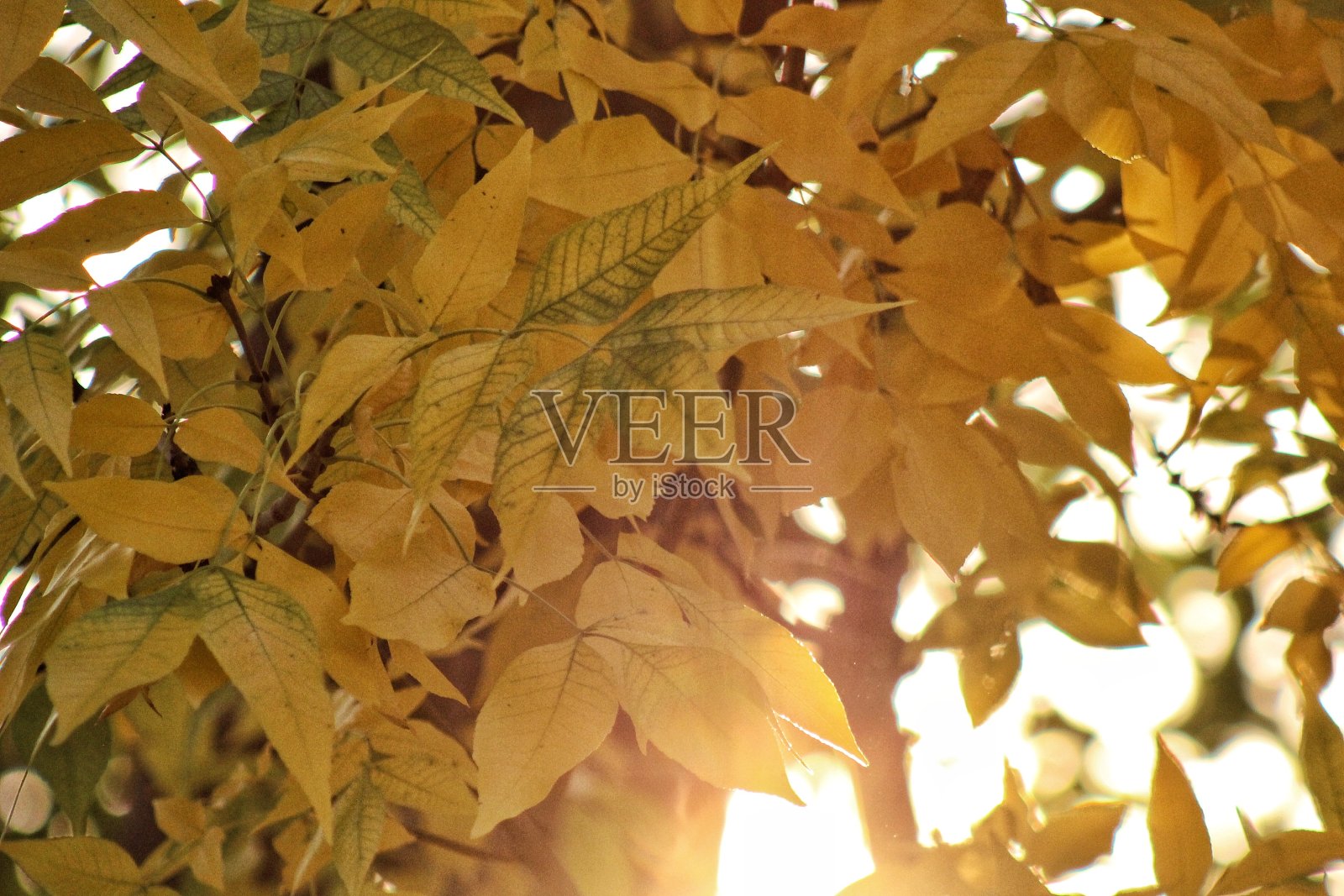 秋天的叶子在一个日落照片摄影图片