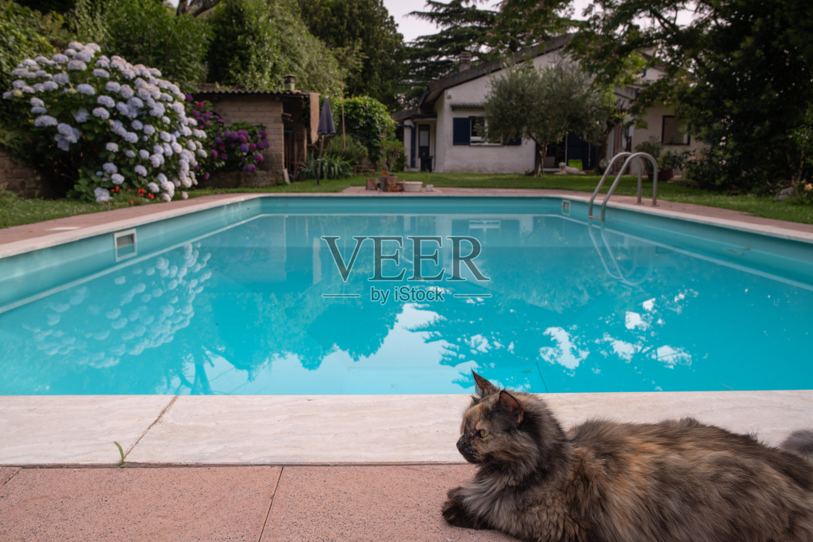 美丽的长毛猫在花园里照片摄影图片