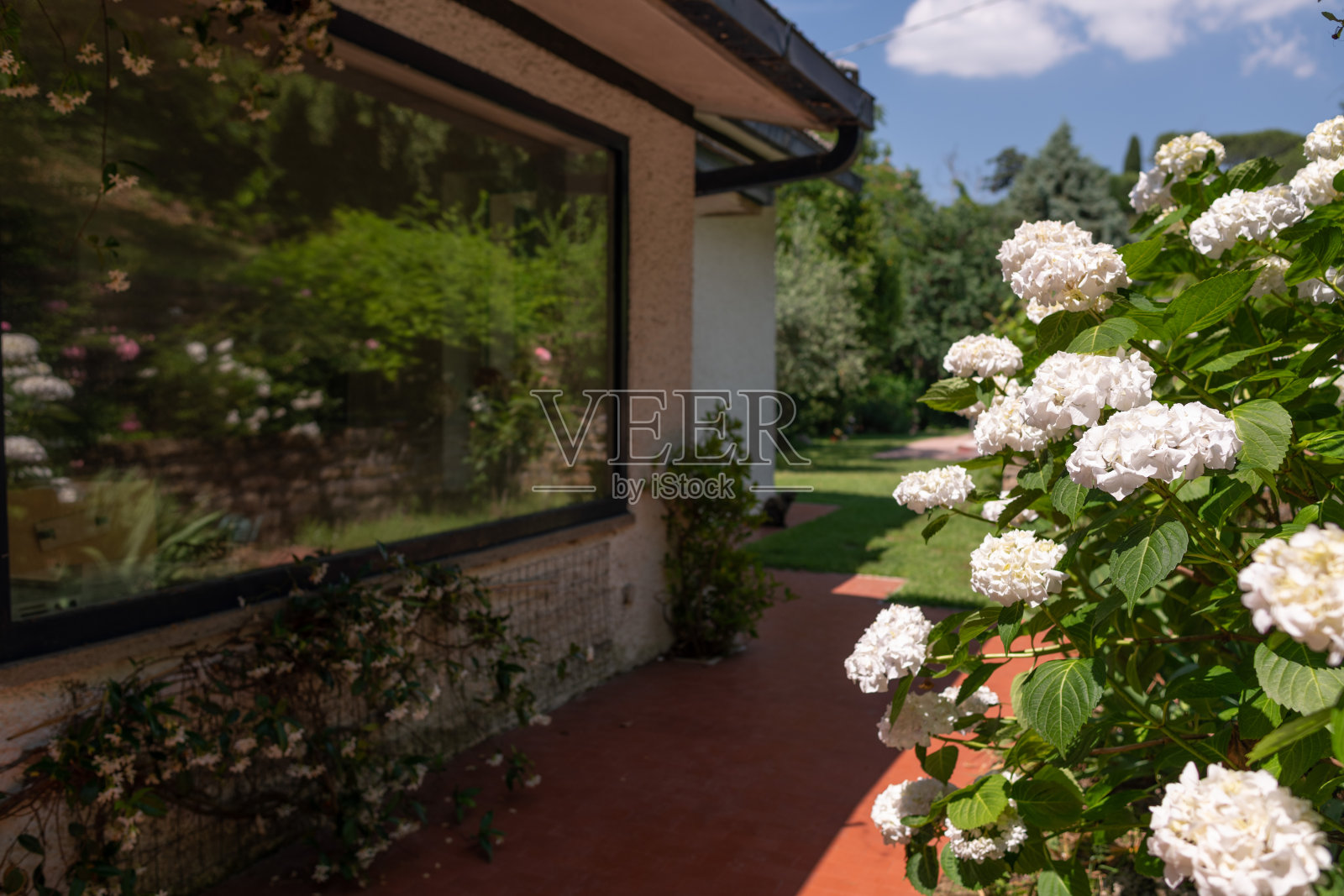 花园里的花照片摄影图片