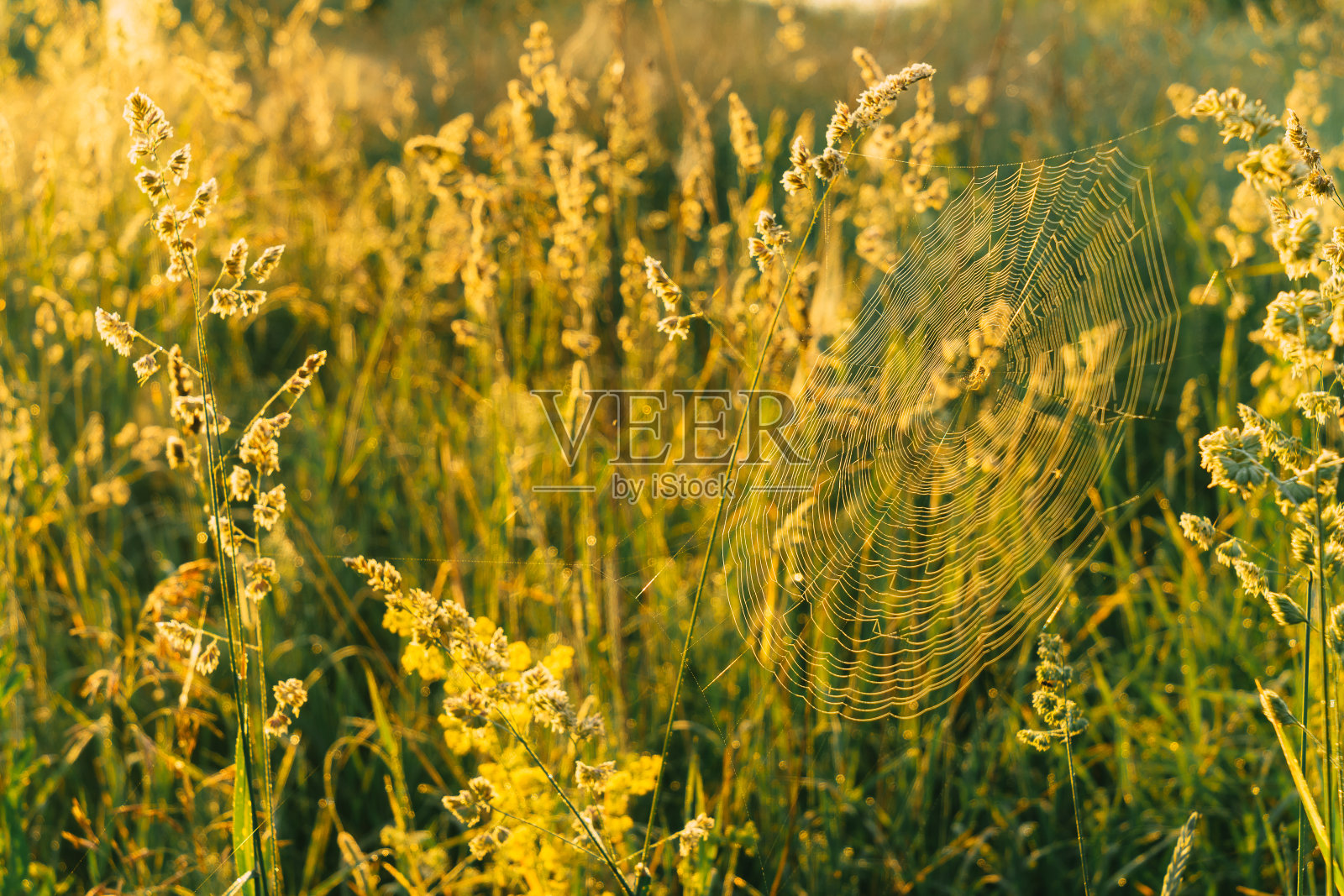 夏天的时间照片摄影图片