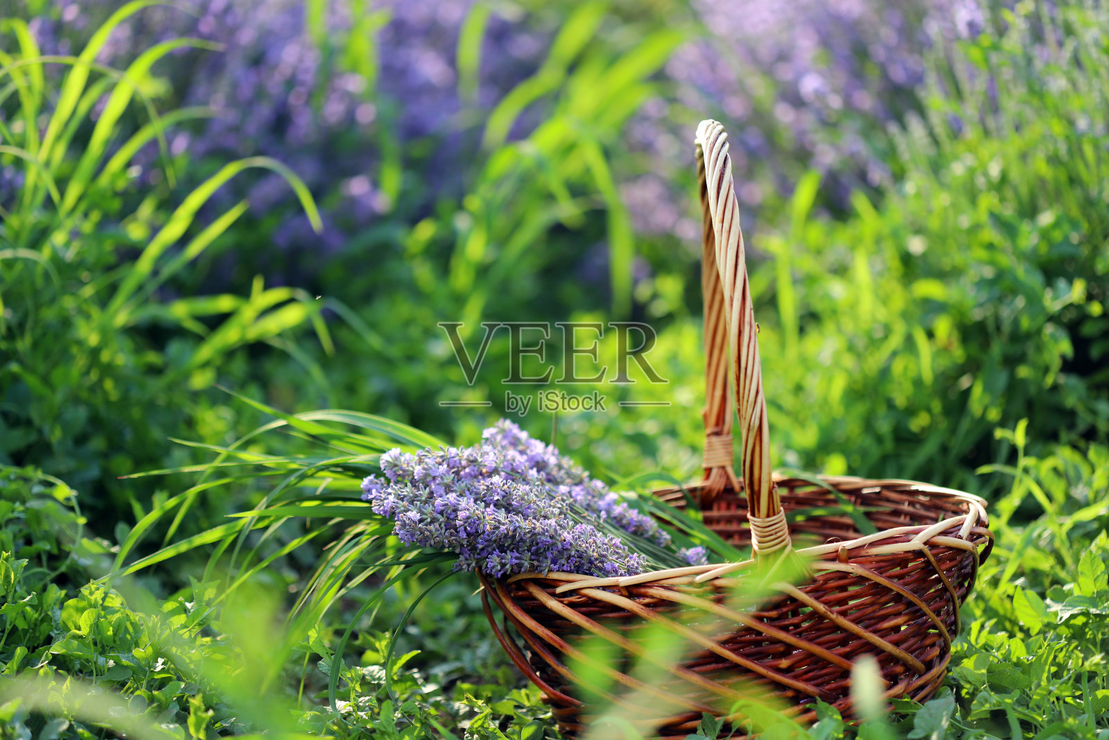 篮子用薰衣草照片摄影图片