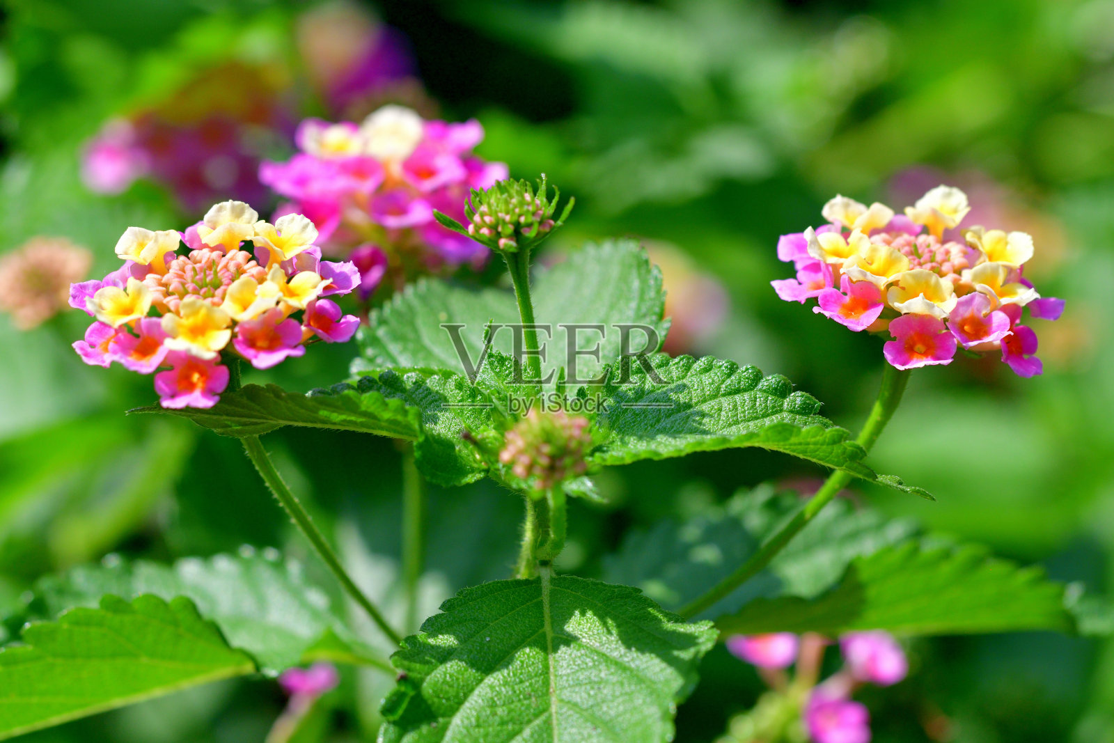 马缨丹照片摄影图片