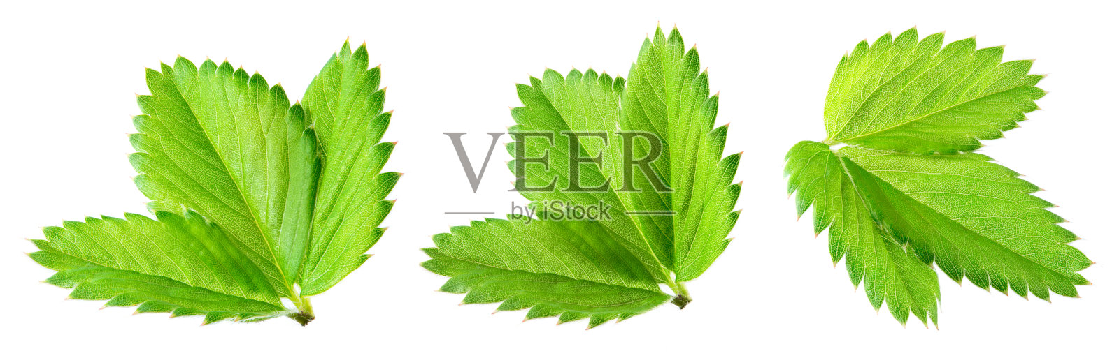 草莓叶片分离。白色背景上的草莓叶子。草莓分支。叶。照片摄影图片